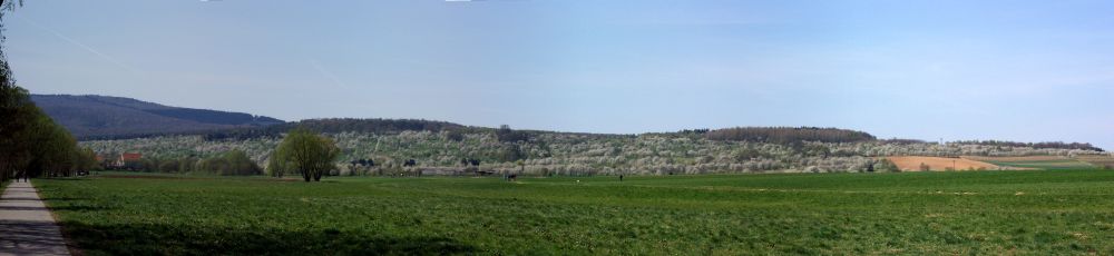 Kirschbl&uuml;te Ockstadt